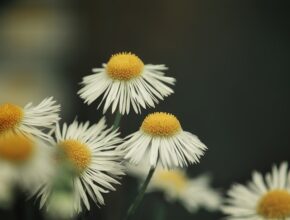 갑자기 찾아온 변화 사카모토데이즈만화책 지금 만나보세요