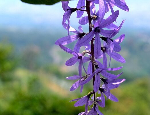 요즘 SNS에서 자주 보이는 트렌드 페트레아볼루빌리스 지금 만나보세요