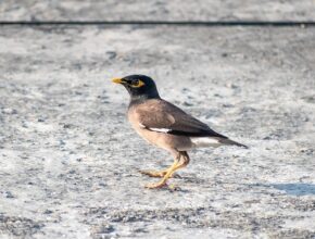 요즘 사람들은 왜 이런 걸 자주 찾을까? 도미나크림 지금 만나보세요