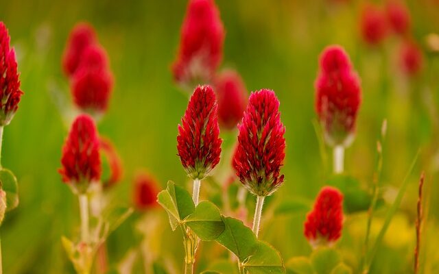 우포스클로그의 매력과 최고의 활용법, 지금 바로 만나보세요