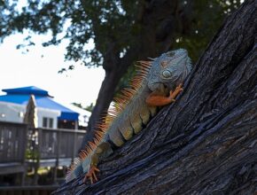 최고의 koas 암체어 추천! 편안함과 스타일 모두 잡는 방법