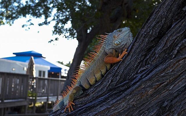 최고의 koas 암체어 추천! 편안함과 스타일 모두 잡는 방법