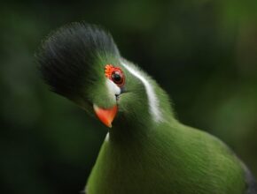 헤로우라님, 놀라운 성과와 이야기 공개! 당신도 함께할 수 있는 비밀 공개