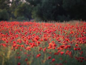 태양열데스레이의 모든 것: 효율적 사용법과 최신 기술 소개