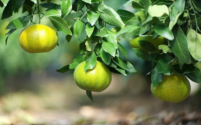 이대로 괜찮을까? 요즘 드는 생각들 한라봉 지금 만나보세요