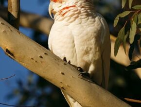 코렐키티 귀여운 디지털 아트와 활용법, 놓치지 마세요