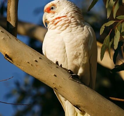 코렐키티 귀여운 디지털 아트와 활용법, 놓치지 마세요