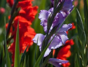 디올향수 추천 및 향수 리뷰, 매력적인 향기로 매일을 특별하게!