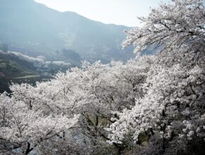 알고 보면 다 이유가 있더라 지리산칡즙 지금 만나보세요