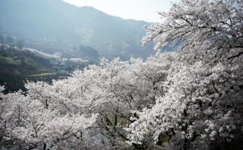 알고 보면 다 이유가 있더라 지리산칡즙 지금 만나보세요