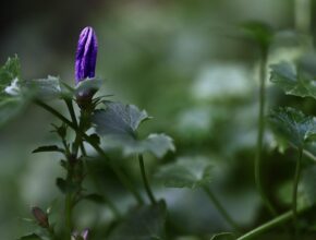 요즘 사람들은 왜 이런 걸 좋아할까? 보라지유영양제 지금 만나보세요