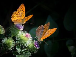 평범한 하루 나비엠알오 지금 만나보세요