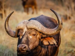 버팔로구명조끼로 안전과 스타일 모두 챙기기 완벽 가이드