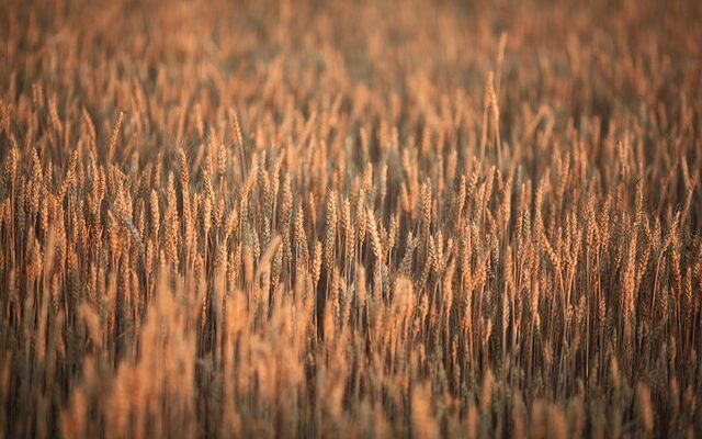 와콤펠트심으로 창작의 한계를 넘다! 최고의 디지털 드로잉 태블릿