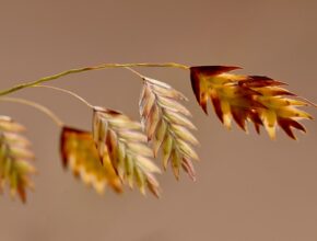 귀리 10kg 대용량 구매로 건강과 비용 모두 챙기세요