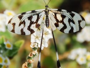 리본으로 만드는 특별한 인테리어와 선물 아이디어