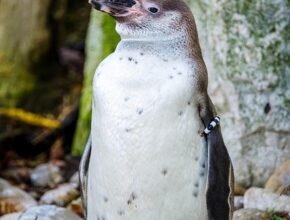 초보자도 쉽게 배우는 오리발 선택과 사용법 완벽 가이드